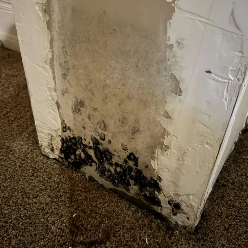 Professional Mold Removal in Owego, NY